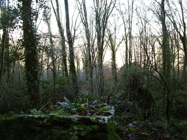 Roches Enchantées-Excideuil. Bois au pied de la falaise.