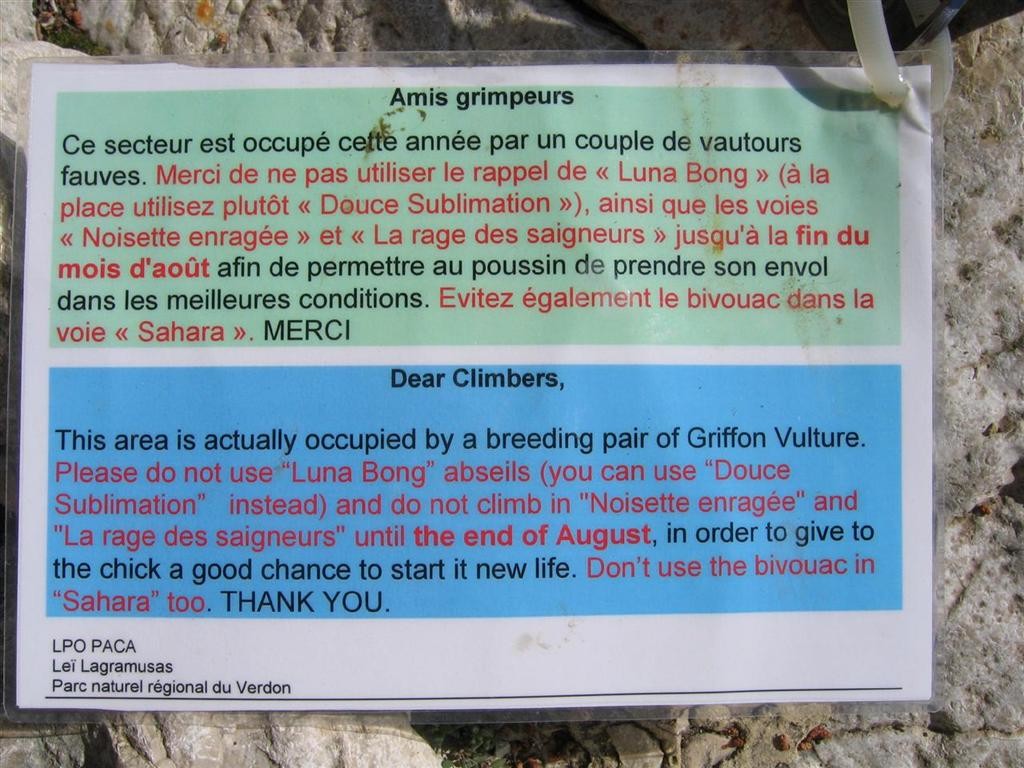 Vautours dans le secteur Luna Bong (Verdon)