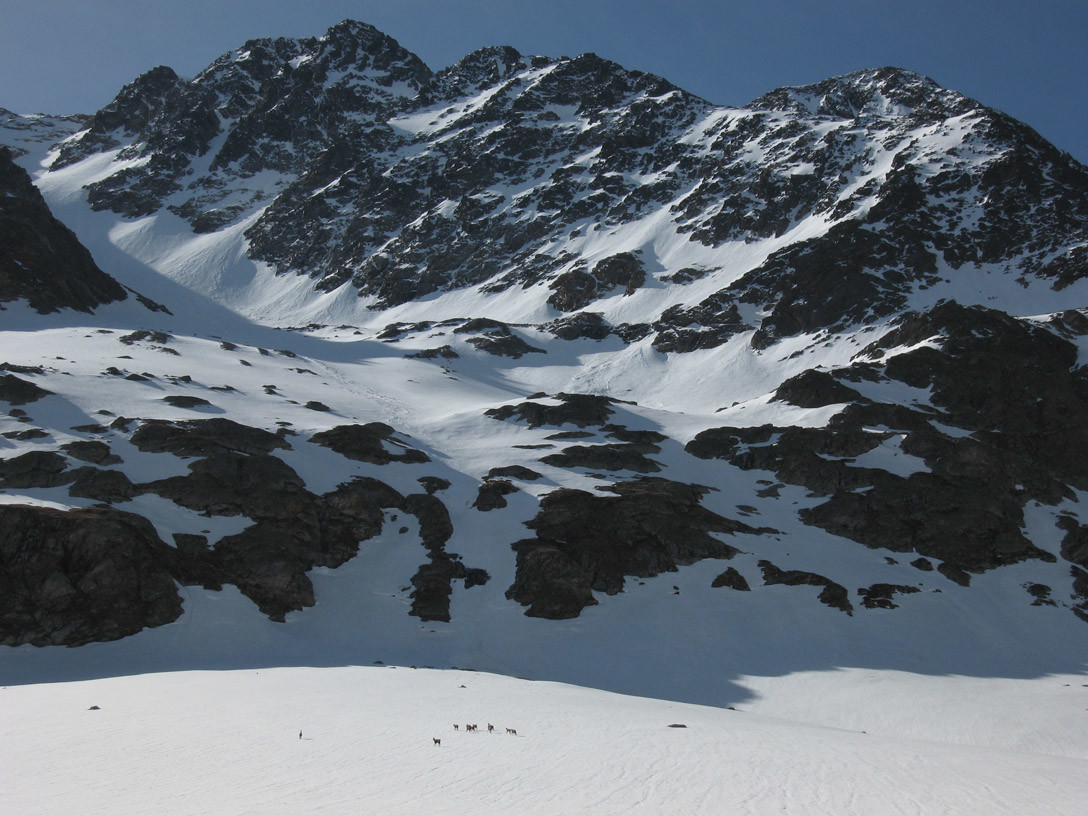 Chamois au col du Couard & Cimes de la Cochette