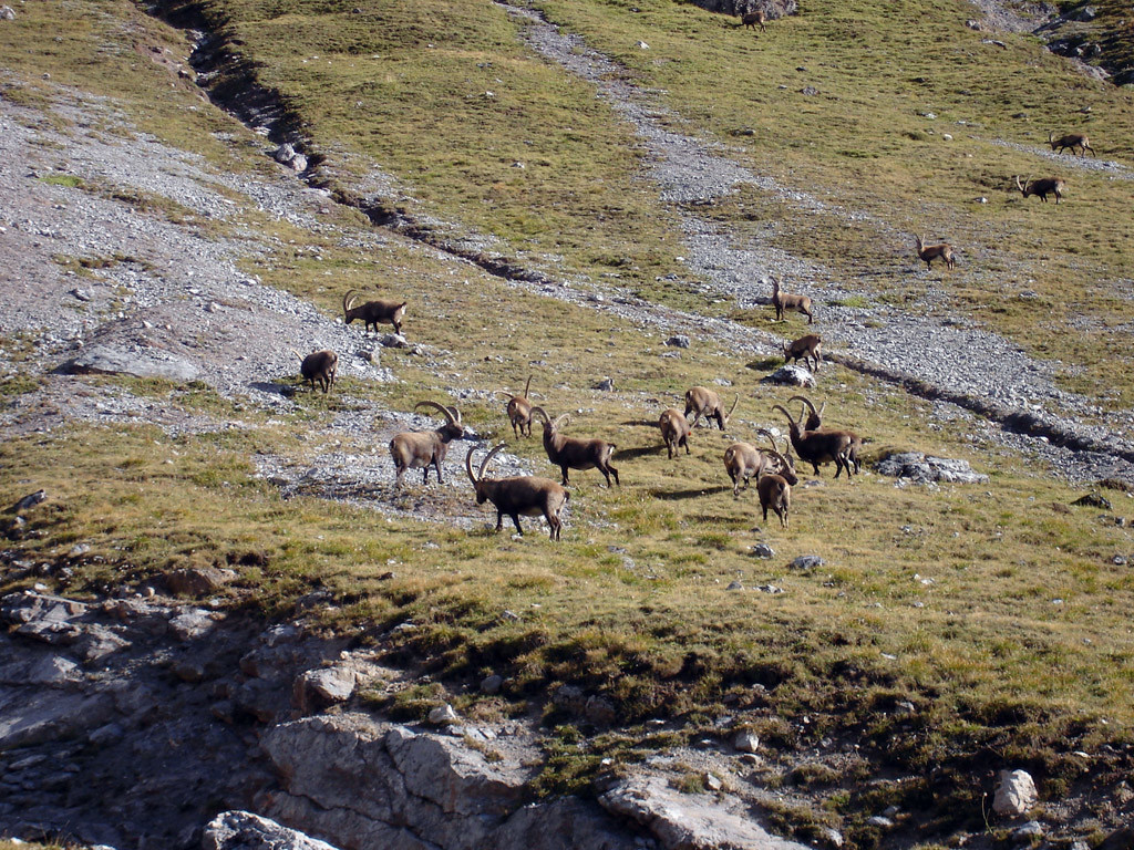 Branco di stambecchi in Val Saliente.