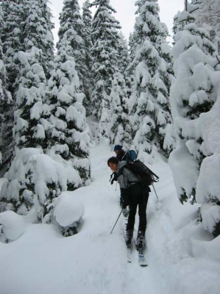 Primo tratto di bosco salendo allo Schiahorn