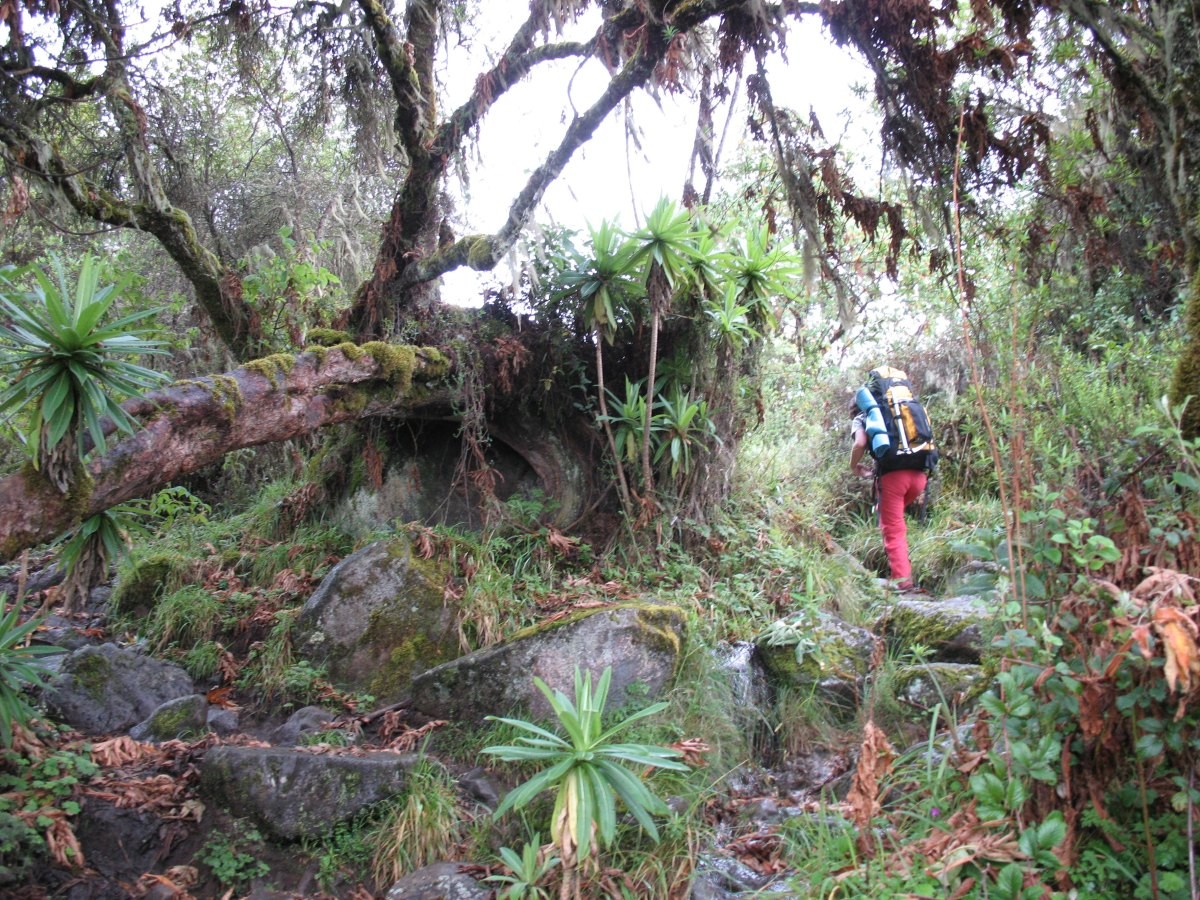 Aproche au Mt.Kenya dans la foret