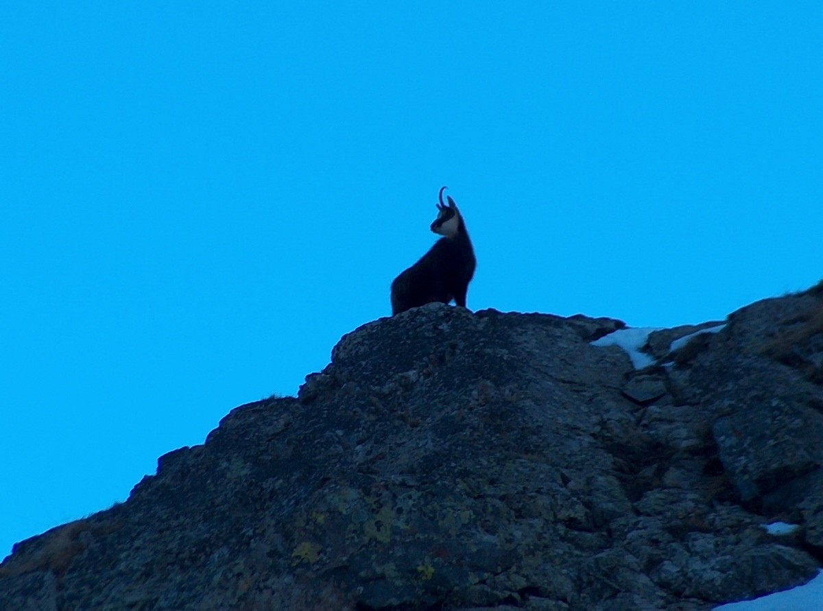 Chamois.