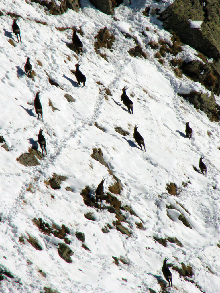 Chamois