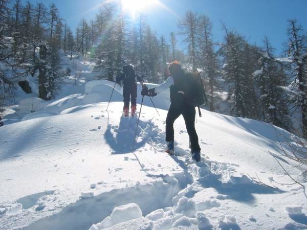 Salendo al Grosses Schinhorn. Rado bosco di larici sopra Schare.