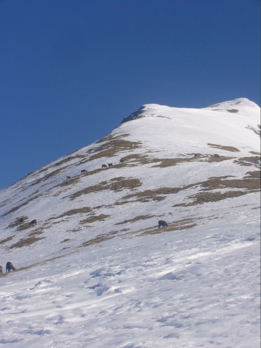 Arête de coicon ALT 2000m,les chamois sont de sortie.