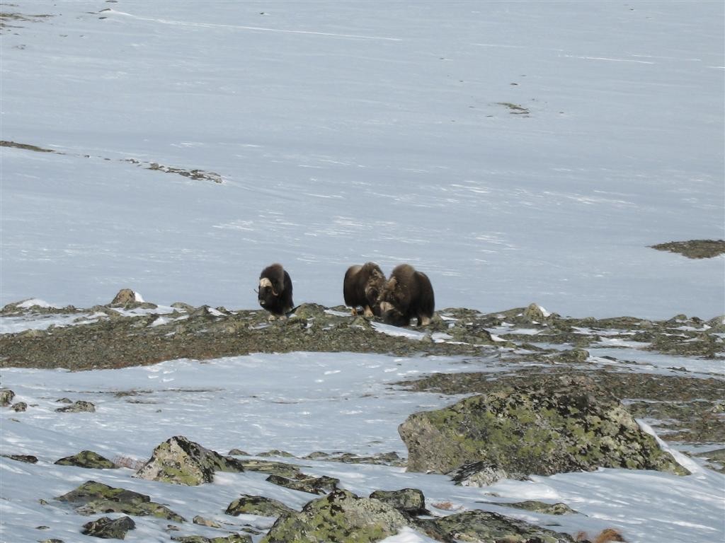 boeufs musqués près du refuge de Reinheim