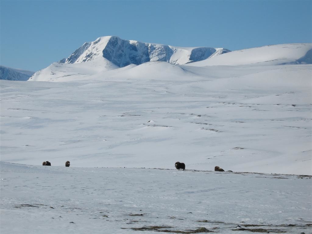 boeufs musqués près du refuge de Reinheim