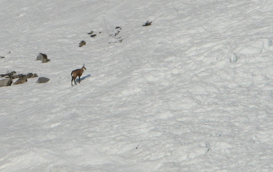 chamois au dessu du Manchet