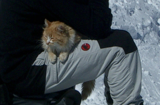Il gatto del Basodino: chi l'ha visto?