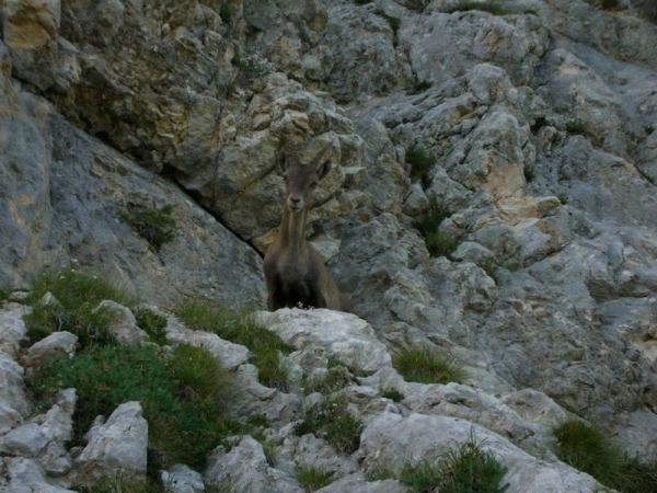 Un chamois téméraire