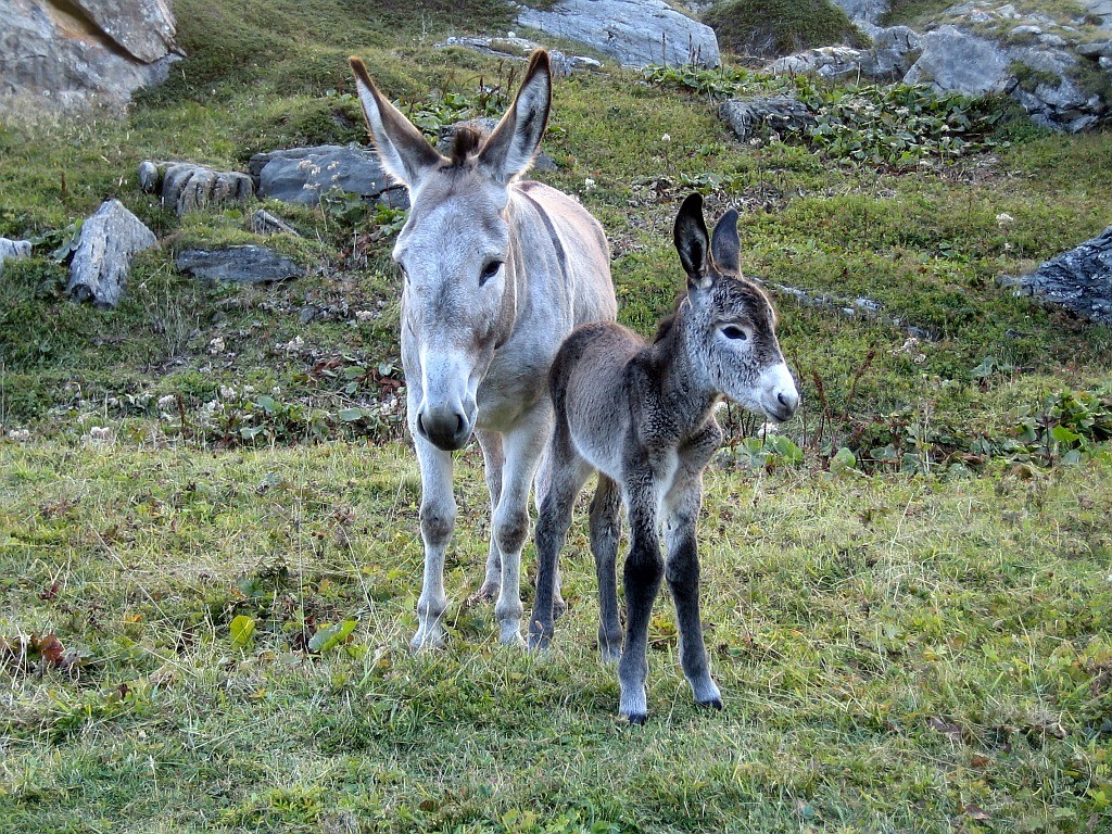 Petit jeune