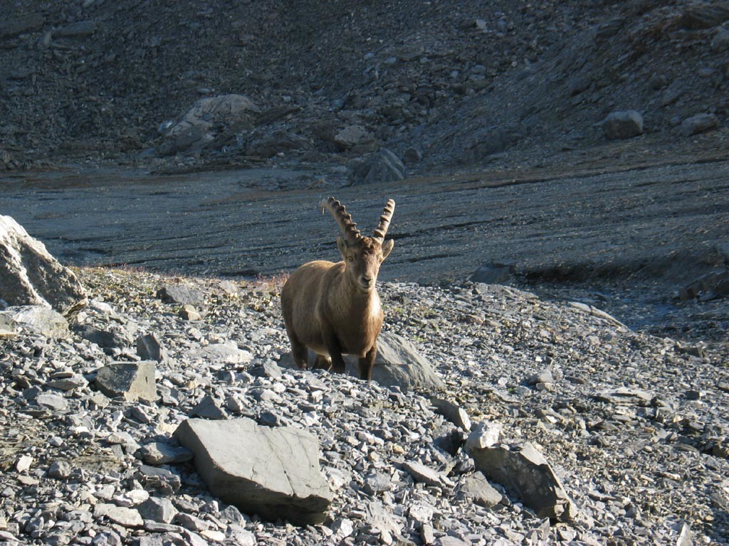 Au pied du Muveran