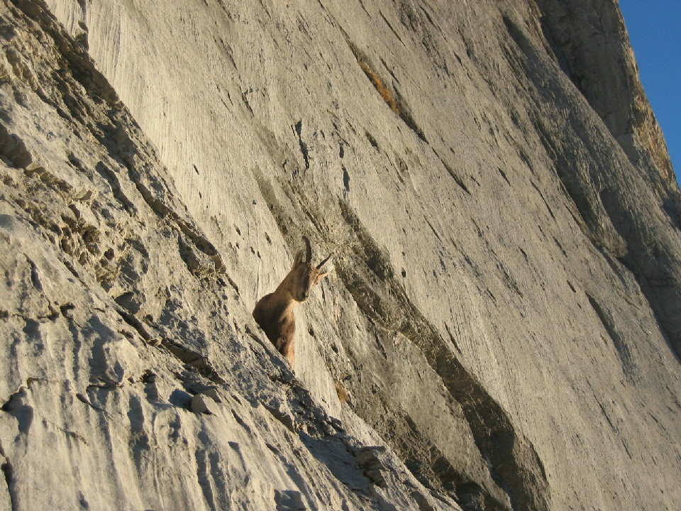 Pfaffenhut Sternschnuppe