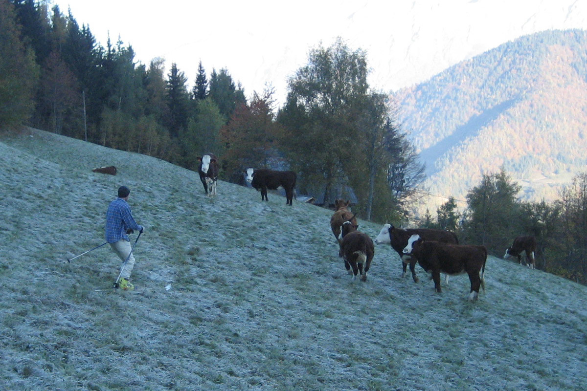 je suis vache