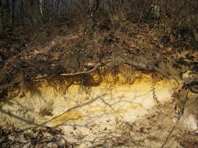 Le sable n'est jamais loin sous l'humus à Fontainebleau Le sable n'est jamais loin sous l'humus à Fontainebleau