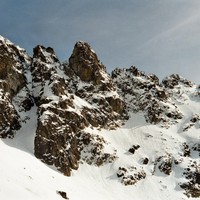 Oreille du Loup