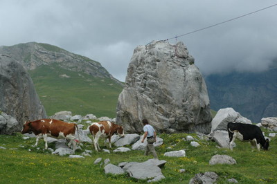 Arrivée de la tyrolienne, avec la faune locale... Arrivée de la tyrolienne, avec la faune locale...