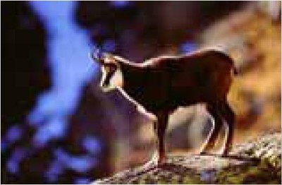 chamois chamois
