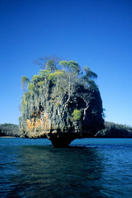 Madagascar - Mais quel est cet arbre étrange Madagascar - Mais quel est cet arbre étrange