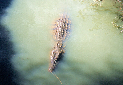 Madagascar - Un des nombreux crocodiles Madagascar - Un des nombreux crocodiles