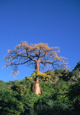 Madagascar - Une végétation hallucinante ! Madagascar - Une végétation hallucinante !