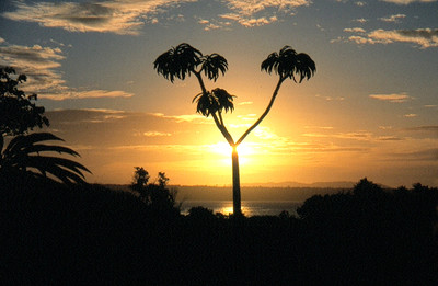 Madagascar - Couché de soleil sur fond de palmiers ... Madagascar - Couché de soleil sur fond de palmiers ...