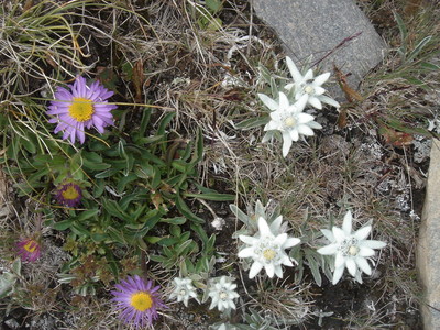 Edelweiss - Asters