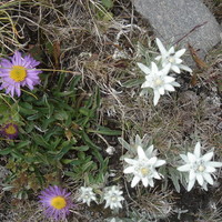Edelweiss - Asters