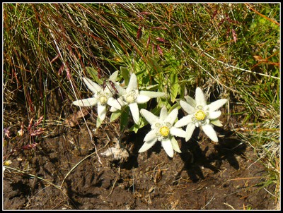 Edelweiss