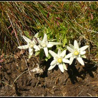 Edelweiss