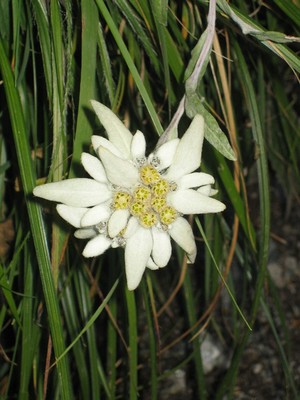 Edelweiss de l'espace