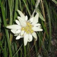 Edelweiss de l'espace