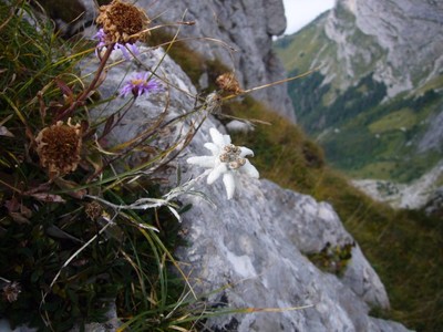 Edelweiss sur la traversee Becca-Cret des Mouches