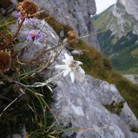 Edelweiss sur la traversee Becca-Cret des Mouches