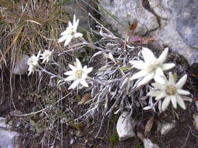 Edelweiss