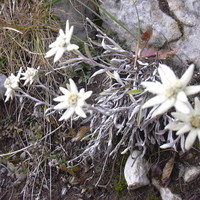 Edelweiss