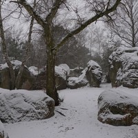 Fontainebleau : Canche aux Merciers
