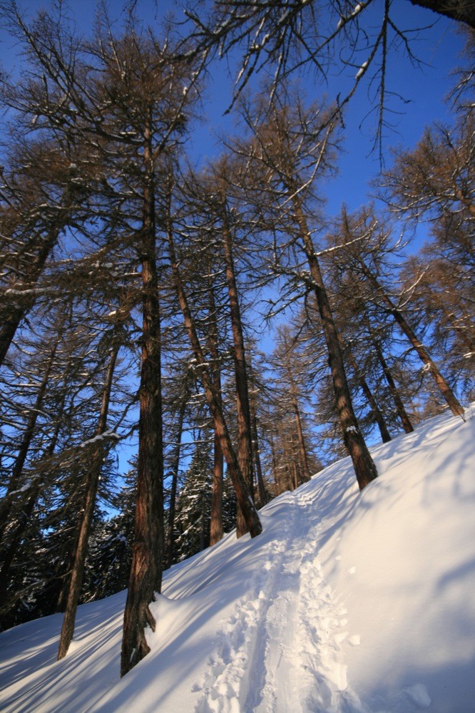 Dans les mélèzes
