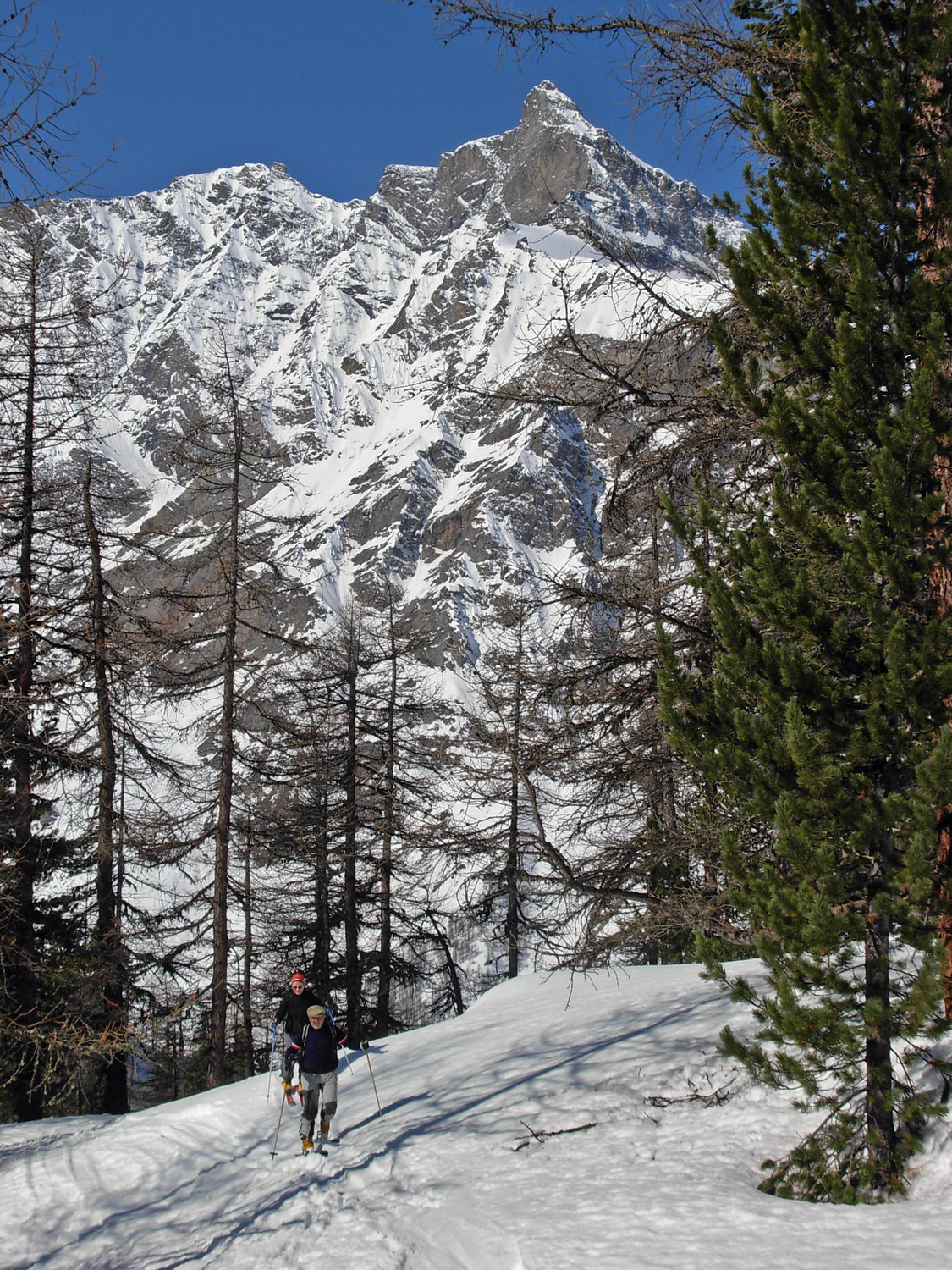 In salita nello splendido bosco di larici e cembri