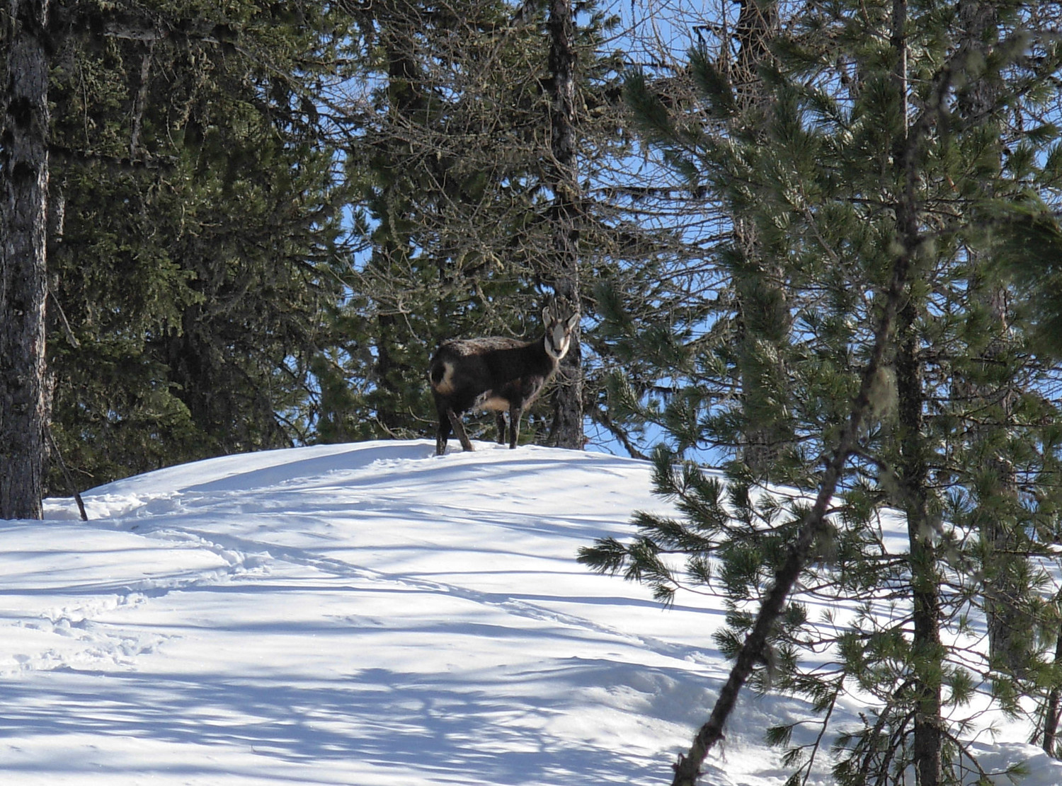 Un camoscio sorpreso nel bosco sopra Rhemes N.D.