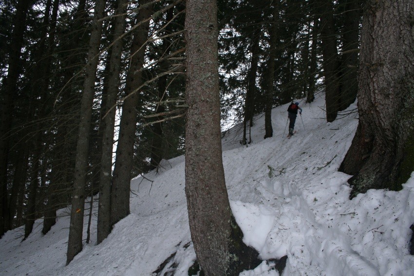 Forêt de la Grande Valloire : ambiance !!