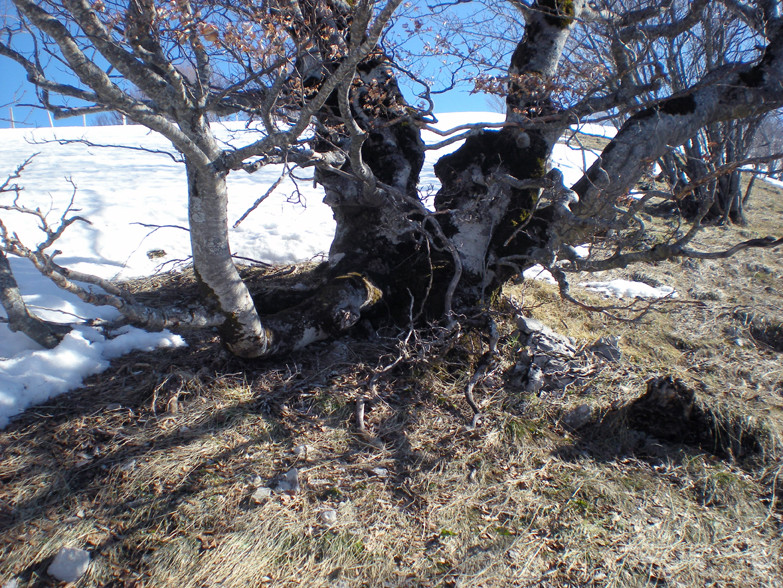 arbre sur les roche franches