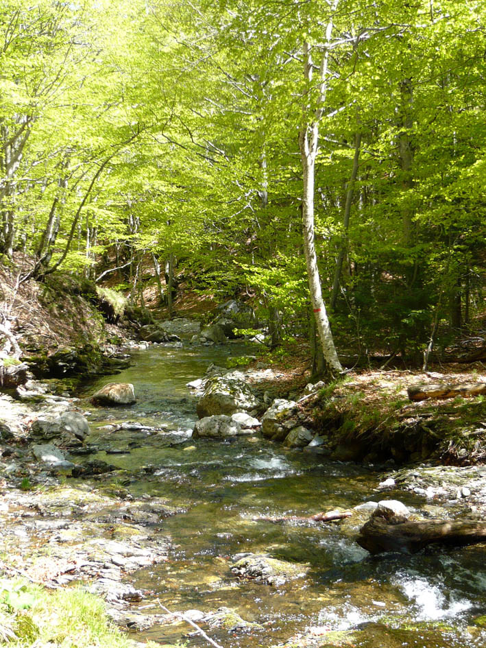 Le Tarnon (cevennes)