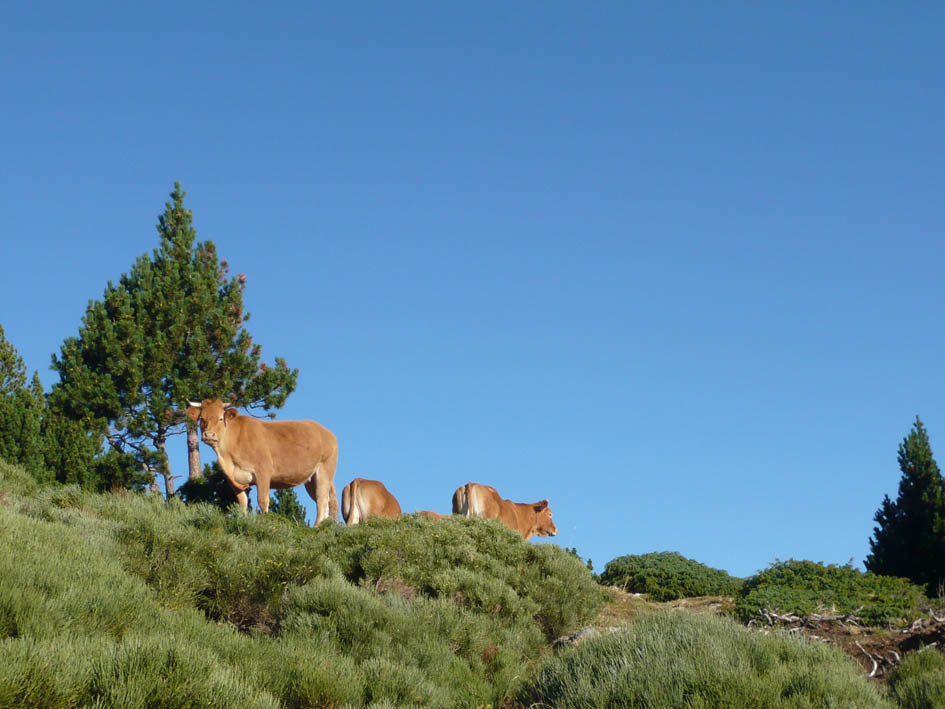 on va voir les vaches!?