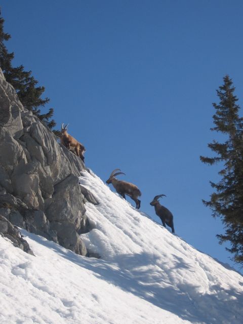 Montée avec les bouquetins