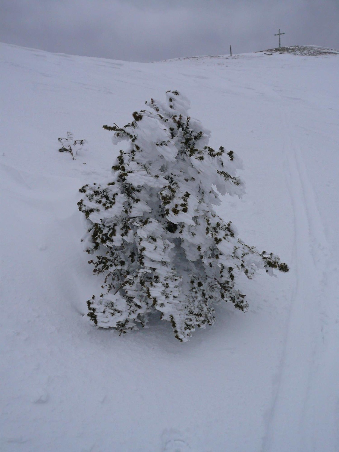 sapin chartrousin: la coupe tendance du printemps