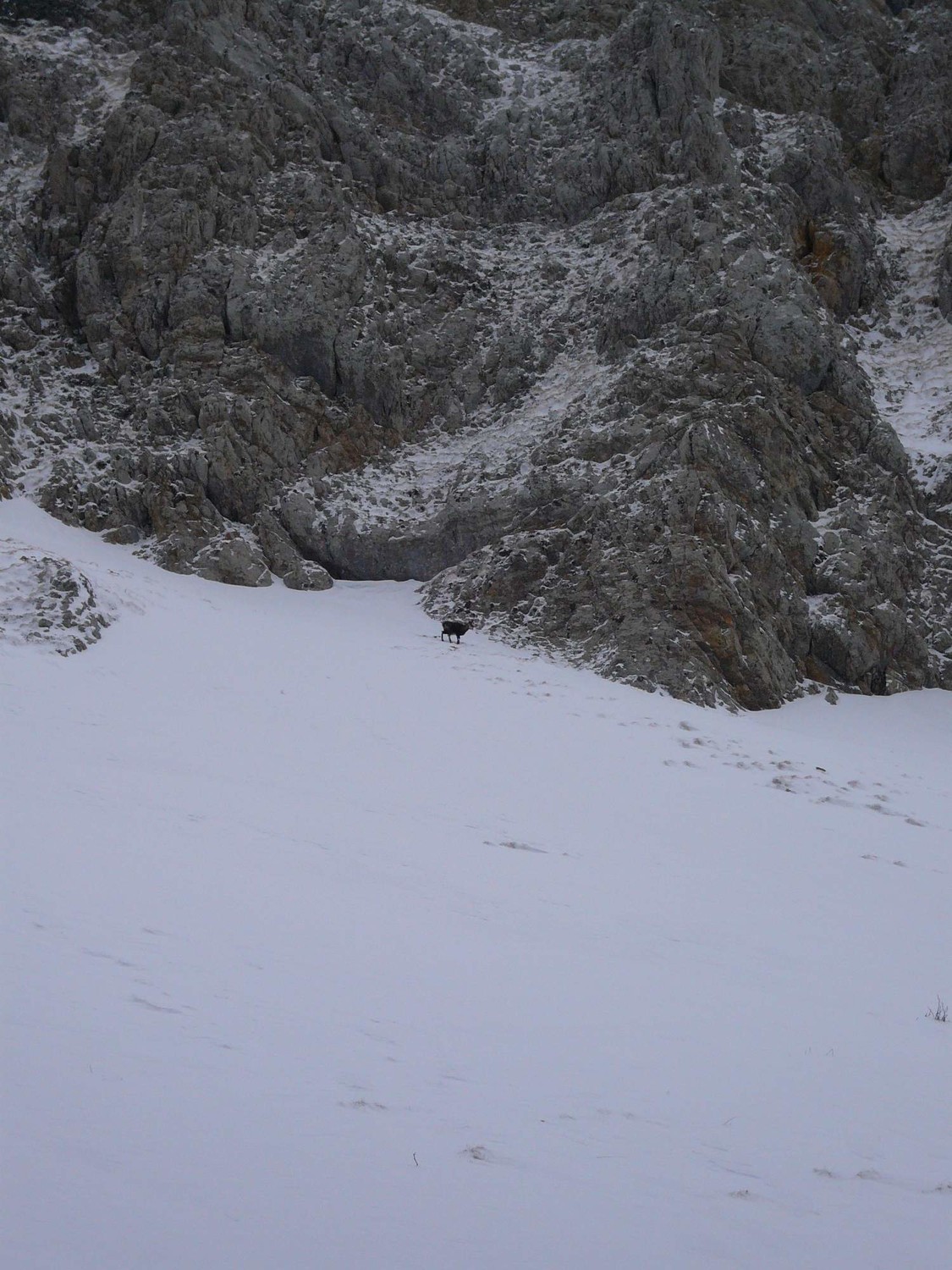 Petit Som chamois