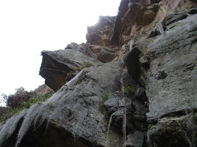 La Cedula L1