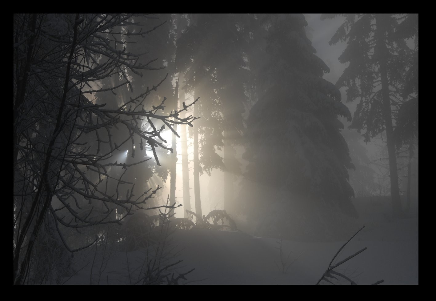 La forêt de Freydières